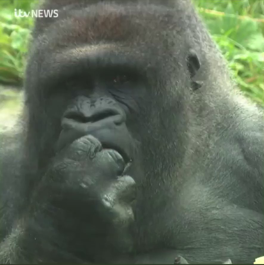 Gorilla eating gif