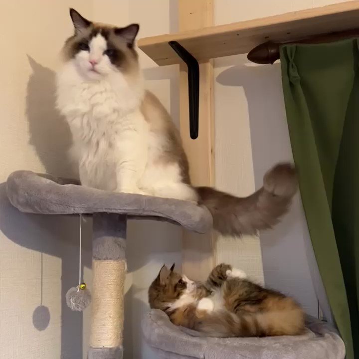 猫 ほーれほーれ 子猫 わー待って ノールックで子猫をあやすモフモフ猫さんがかっこいい ねとらぼ