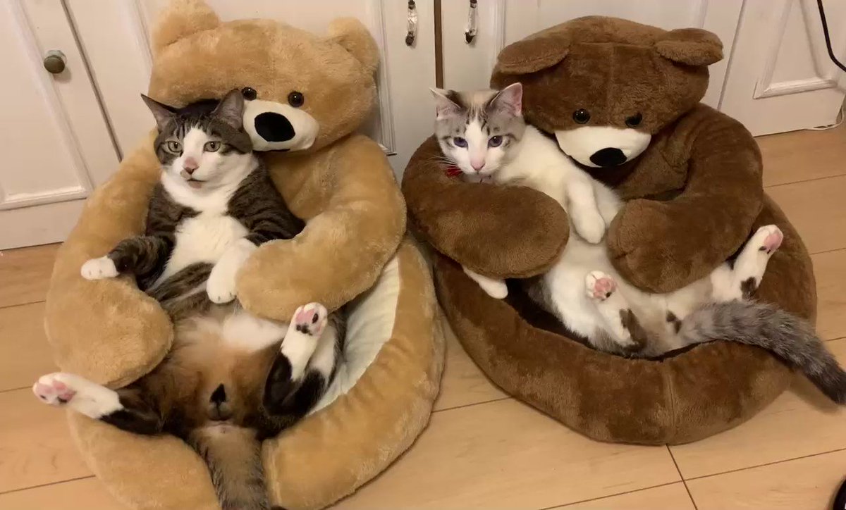 この猫ベッド可愛すぎww 偉そうな感じがたまらない クマのベッドをボコボコにする猫と微動だにしない猫の姿に反響 ねとらぼ