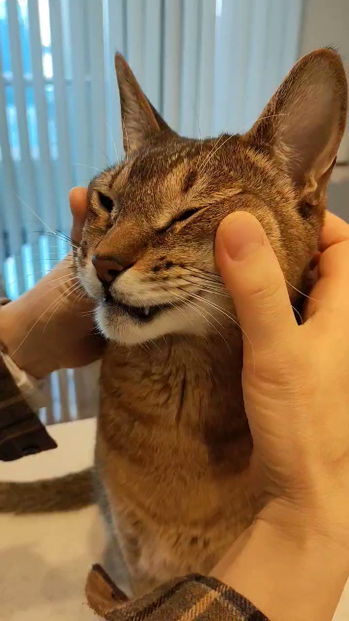 ねことも キャットシッター 東京湾岸エリアの猫専門ペットシッター 鼻涙管マッサージ 背面からでもok 鼻づまり防止に ツボ押しもしてみてます 鼻涙管マッサージ 猫がいる暮らし T Co S95dawdl6p Twitter ねことも キャットシッター 東京湾岸エリアの猫専門ペットシッター 鼻涙管マッサージ 背面からでもok 鼻づまり防止に ツボ押しもしてみてます 鼻涙管マッサージ 猫がいる暮らし T Co S95dawdl6p Twitter