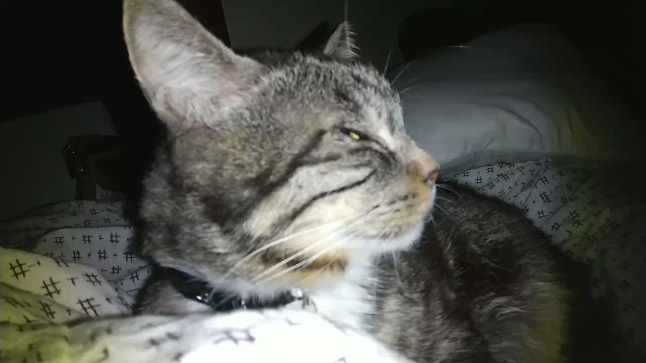 ねこだまり Nekodamarin Twitter