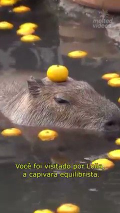 Você é uma capivara?