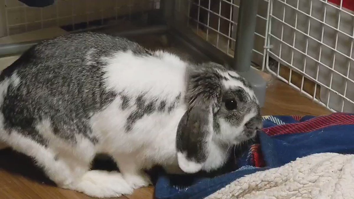 クロちゃん日記［公式］ (@HyfsmhHuP4UroMX) / Posts / X