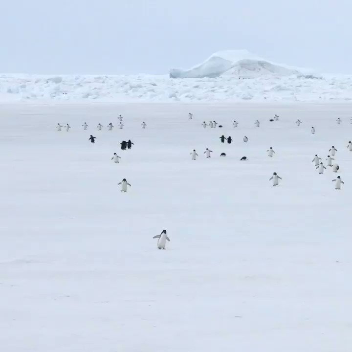 「ペンギン5倍速」Sound On! Adélie penguins waddling on the sea ice. They look like wind up toy robots.📽️ 500% speedなぜ5倍速に笑。アデリーペンギンが歩く姿にこの曲をつけたかったらしい。 