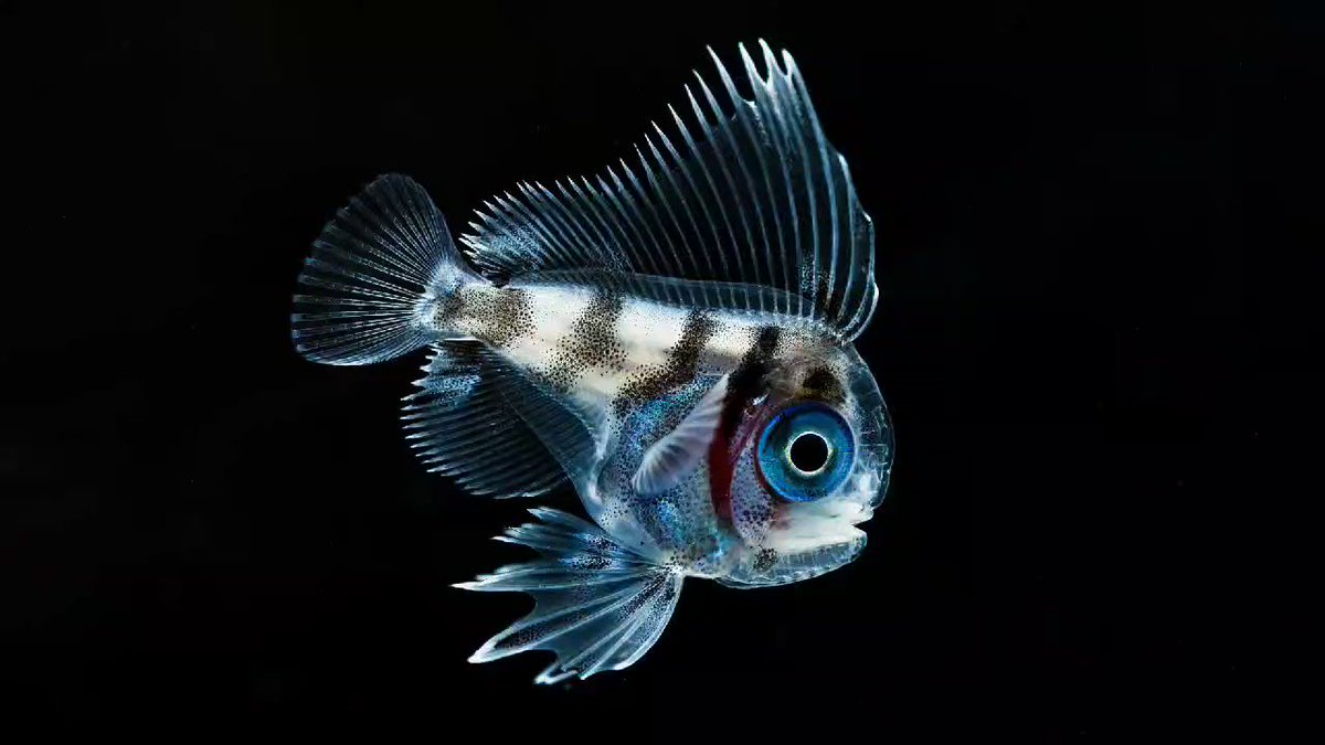 鈴木香里武🐠幼魚水族館 館長 - Karibu Suzuki - on X: 
