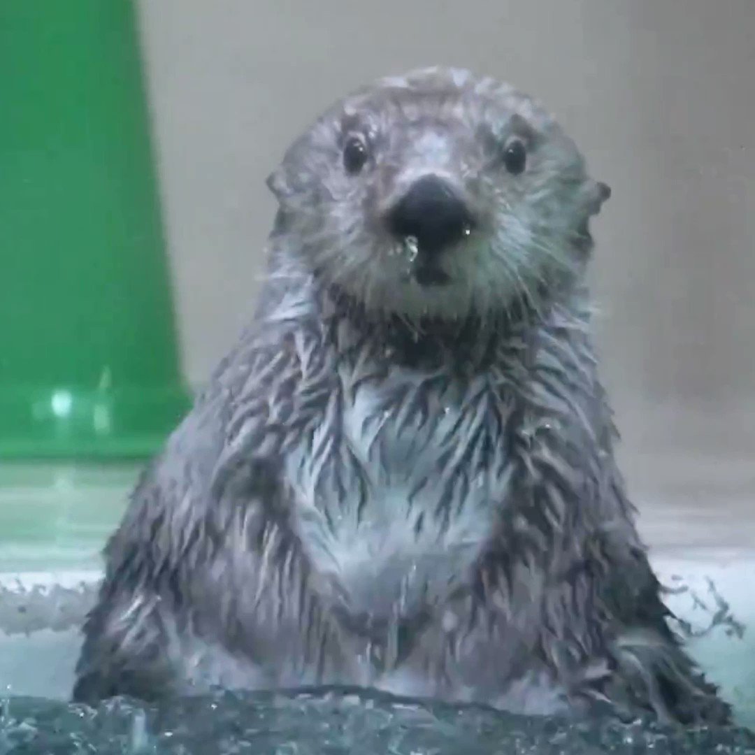 りゅうあ Rt Yostak224 キラちゃんの目隠しポーズのかわいさよ ラッコ キラちゃん 鳥羽水族館 いちにちいちもふ T Co Xztxdq6iux Twitter