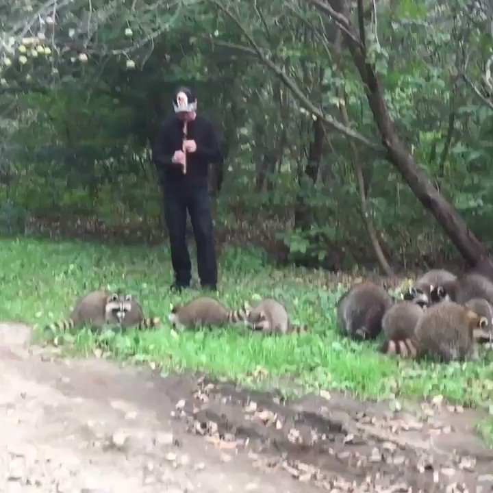 birddogs (birddogs) / Twitter