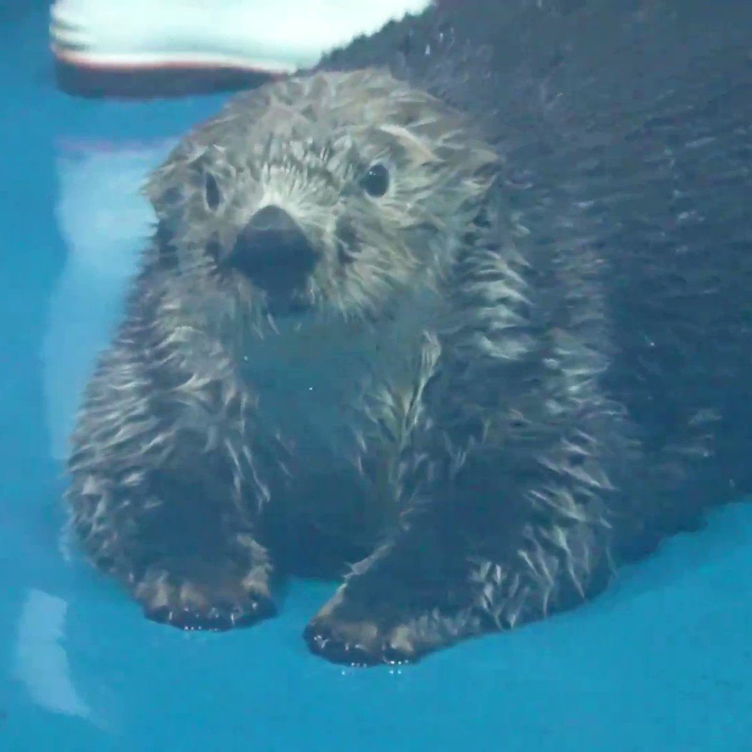 扬帆 Jiangjiaqiotter Twitter