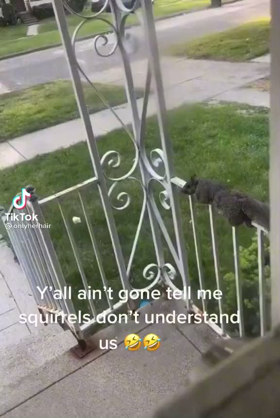 The squirrel’s reaction after she called it evil 😭😭😭 