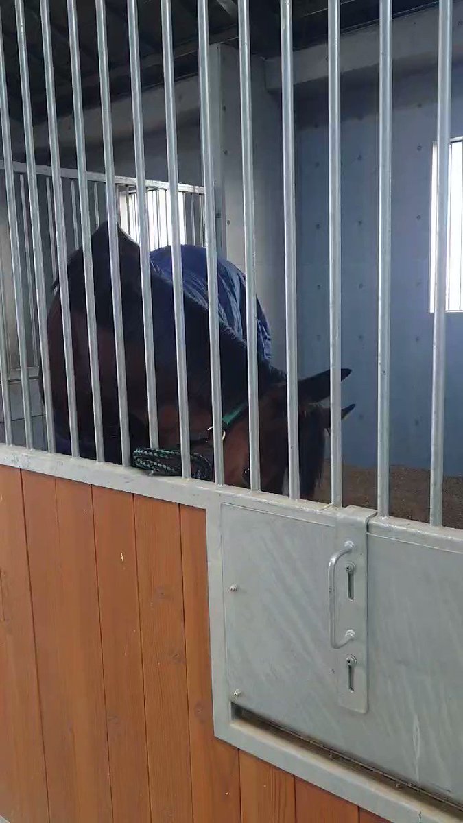 元気そうだ😊🍀

#ショウナンラッキー
#今はリヴァージュ 