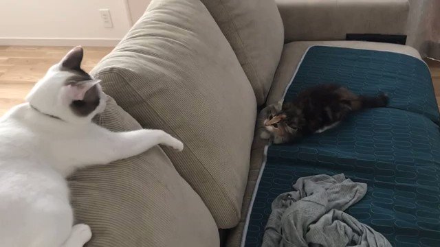 兄猫 ぺちっ 子猫 や やられたぁ 優しい猫パンチでコテっと倒れる弟猫がアニメのようでいとおしい ねとらぼ