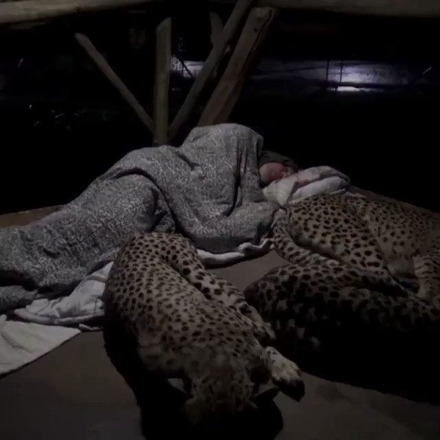 A family of Cheetah sleep with the forest guard every night.The Forest Dept wanted to investigate this this claim by installing a CCTV camera. This is what the camera recorded! Not sure if the storyline is true but the Bonding is genuine and amazing. #animals 