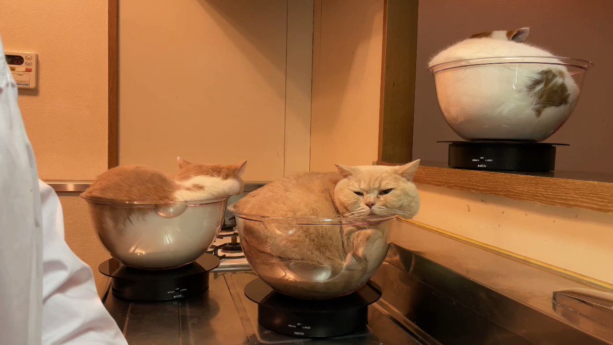 洗い物してる横で回る猫たち 
