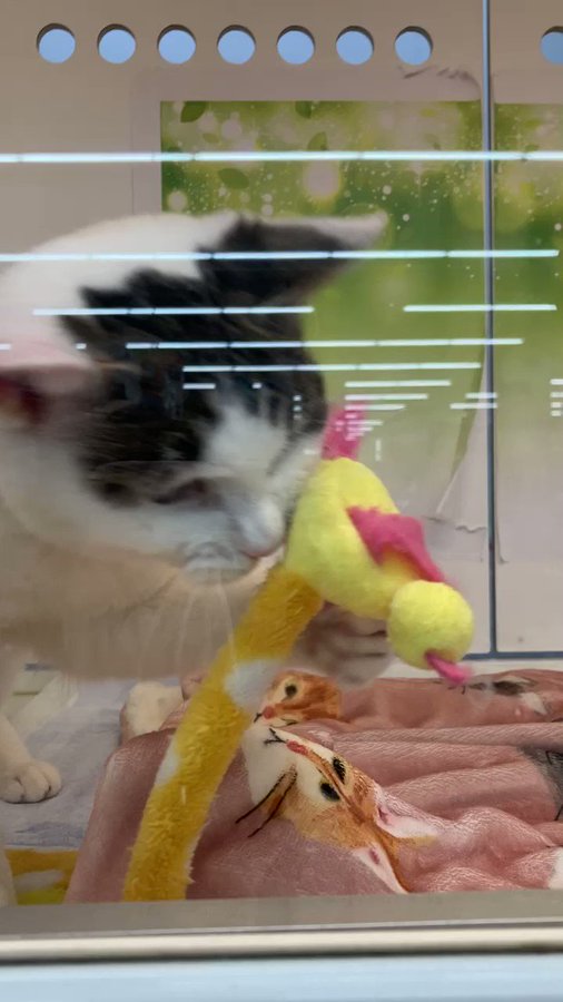 猫ちゃんを探せ 一般社団法人 彩の猫