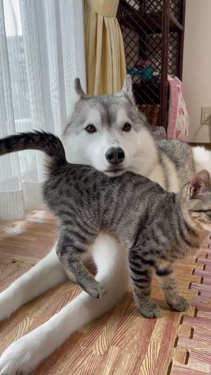 わんちゃんにめちゃくちゃ甘えている猫ちゃん！種族を超えた家族