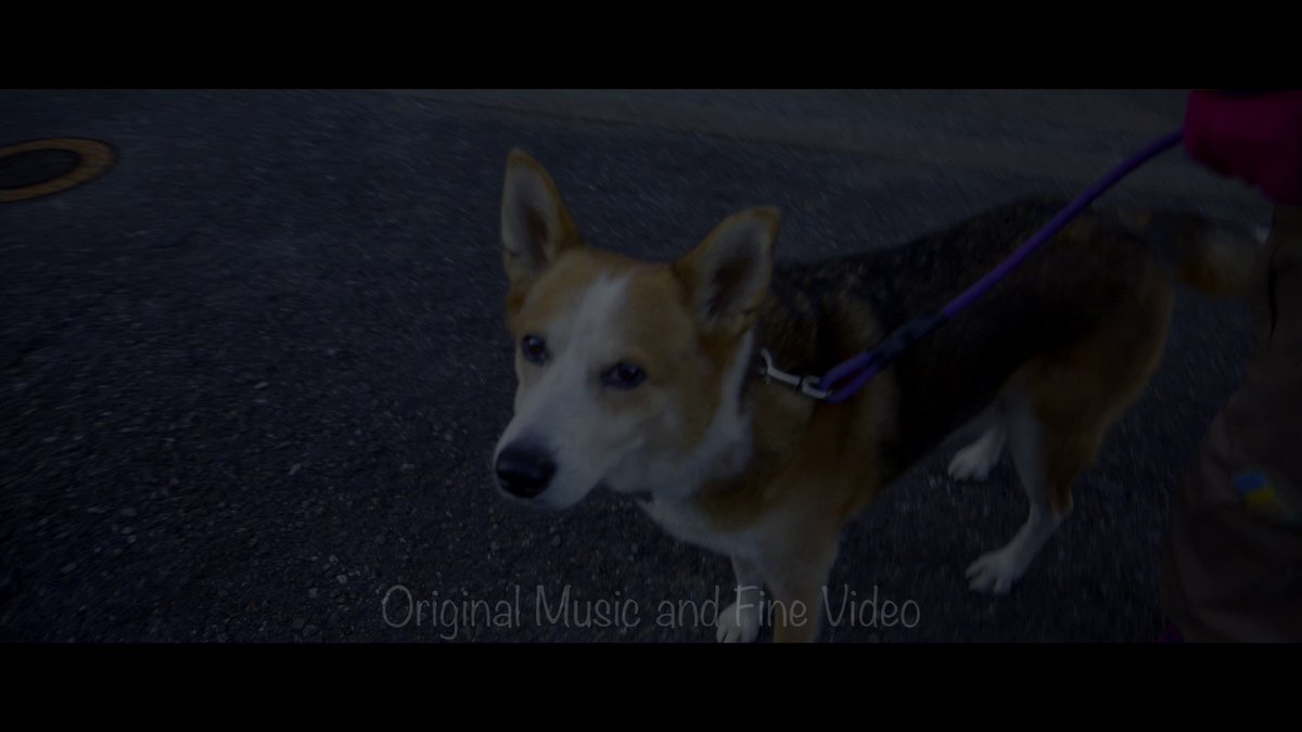 元保護犬ぽんた Pontatherescued Twitter 元保護犬ぽんた Pontatherescued Twitter