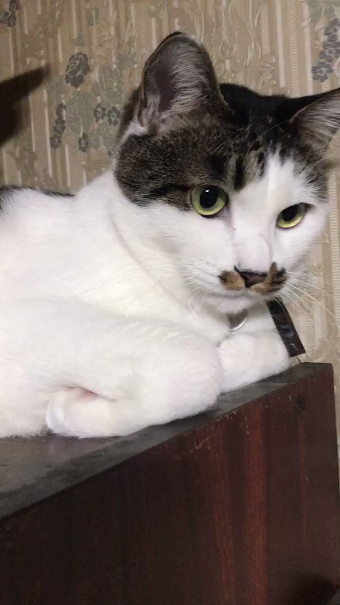 三毛猫のミッコのtwitterリアルタイム検索結果 Meyou ミーユー 三毛猫のミッコのtwitterリアルタイム検索結果 Meyou ミーユー