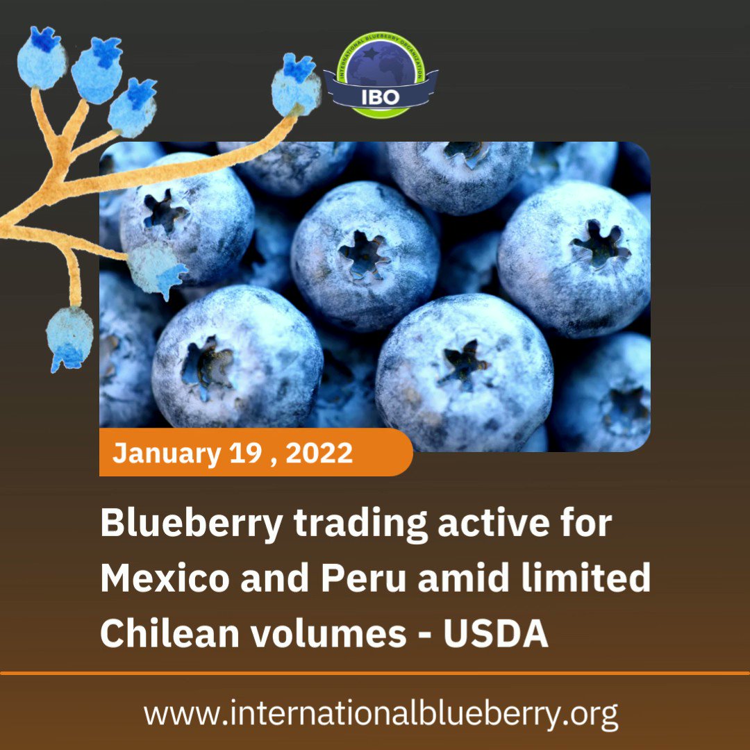 #Blueberry trading active for #Mexico and #Peru amid limited Chilean volumes - USDA. Lower volumes than normal of Chilean blueberries have led to strong market conditions for competing suppliers,  according to a USDA report. #Chile For more information: https://t.co/8rm2shzYkK https://t.co/uLDWlIDH9y