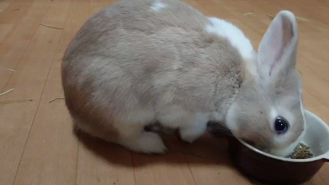 うさぎの気持ち 捻挫してから5日目の朝 相変わらず足あげています 捻挫してから3日目で足着くようになるとネットで書いてましたが そんなことありませんでした 1ヶ月くらいかかるかな うさぎ ペット 小動物 かわいい 可愛いと思ったらrt うさぎ うさぎの気持ち 捻挫してから5日目の朝 相変わらず足あげています 捻挫してから3日目で足着くようになるとネットで書いてましたが そんなことありませんでした 1ヶ月くらいかかるかな うさぎ ペット 小動物 かわいい 可愛いと思ったらrt うさぎ