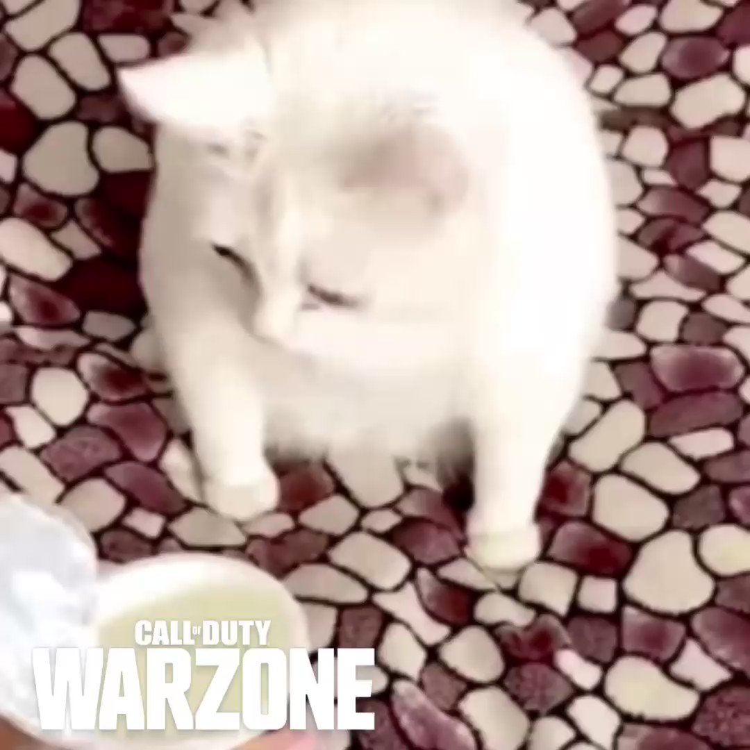 кошка блюет на кровать