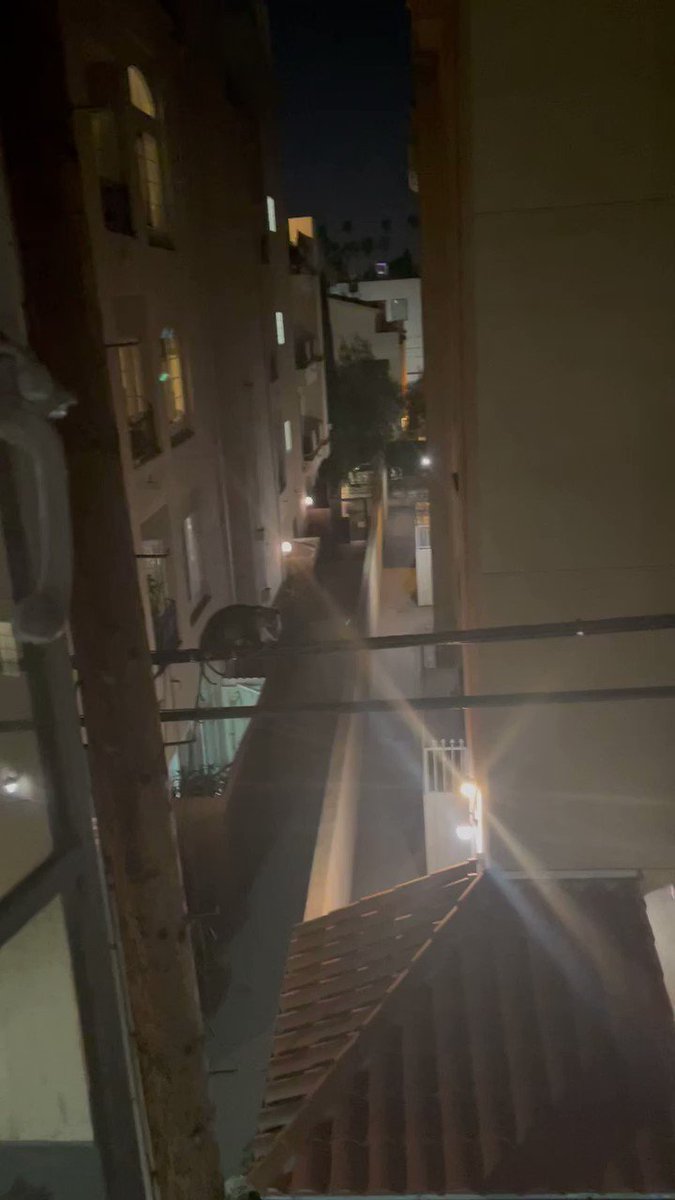 Friday night kitty on the wire outside my place.  Such a cute little cat.   Hang on, being told that’s not a cat.  Still want them to be safe out there.  (That’s Wilton out there, FTR). https://t.co/YG4uP933oA