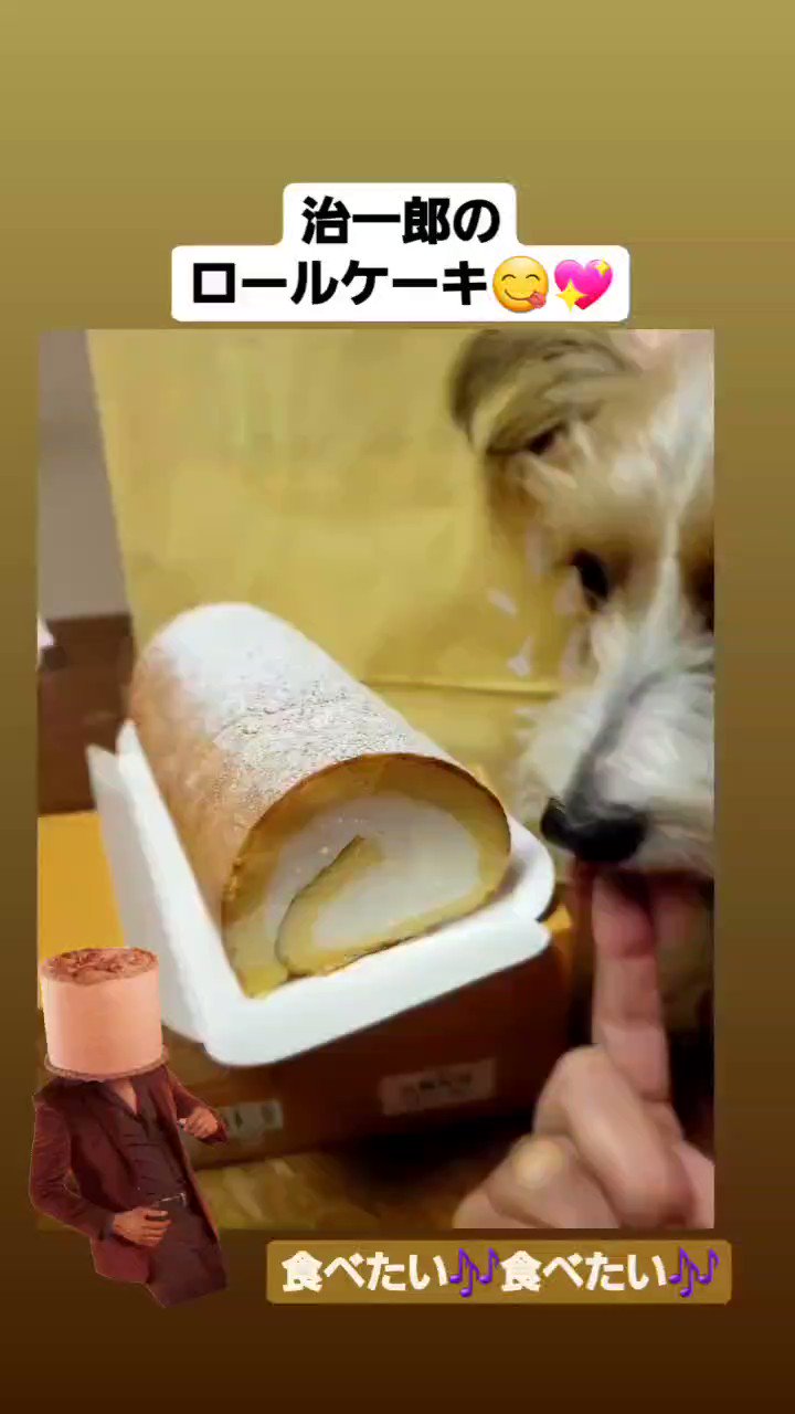 تويتر 佐久間晴美 على تويتر 治一郎 ロールケーキ食べたい ちょっと ちょうだい ジャックラッセルテリア リッツ T Co Bknihghxwj