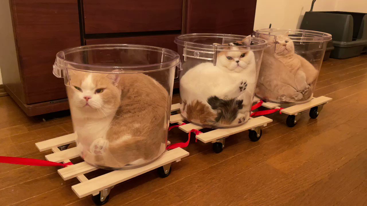 猫は液体 on X: 