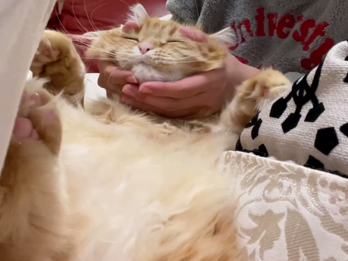 こたつに入ると 猫が膝の上にやってきて 猫がとろけて こたつから出られなくなる様子がたまらない ねとらぼ