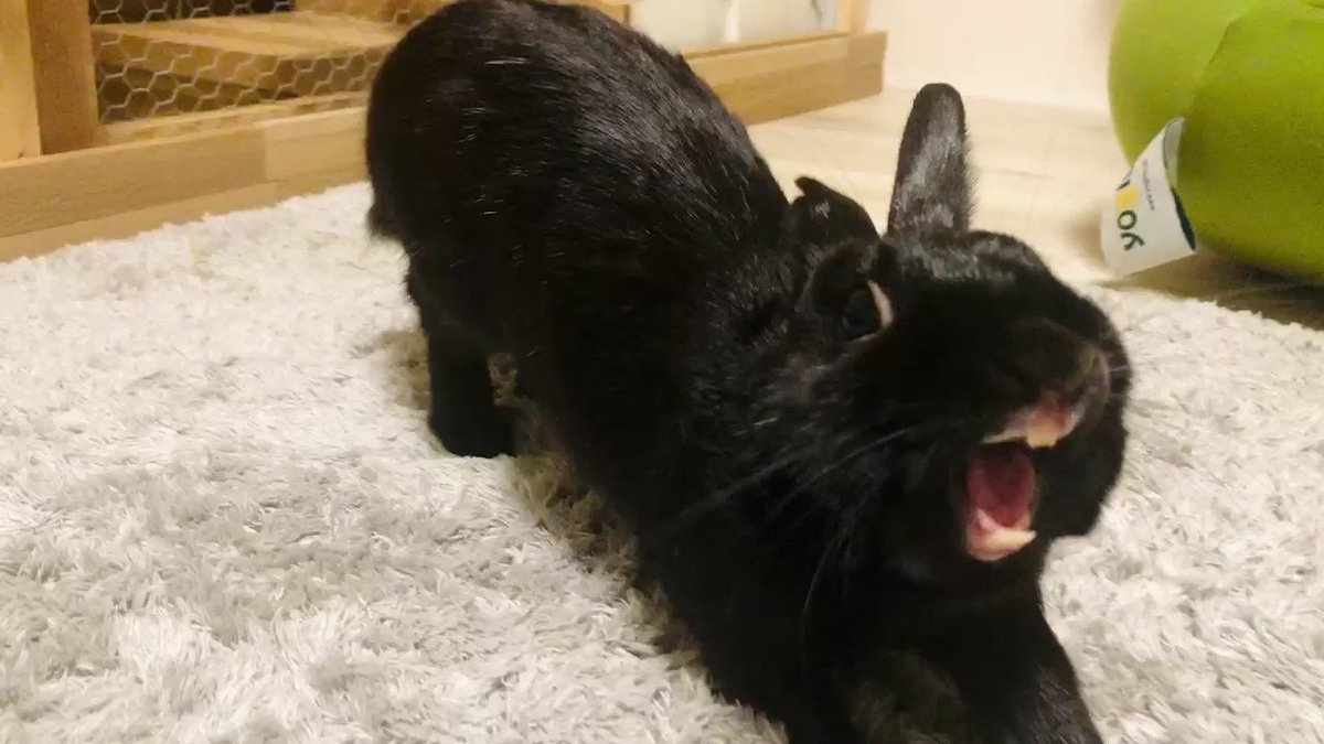 黒うさぎのくぅちゃん Kublackrabbit Twitter 黒うさぎのくぅちゃん Kublackrabbit Twitter