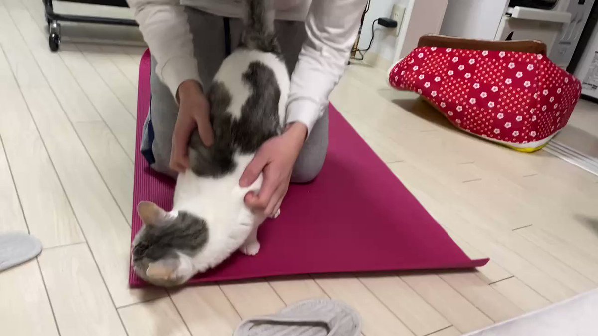 筋トレしたい飼い主と させてくれない猫 の攻防戦 猫をどかす 戻るの無限ループで新たに 猫運びトレーニング が生まれる ねとらぼ 筋トレしたい飼い主と させてくれない猫 の攻防戦 猫をどかす 戻るの無限ループで新たに 猫運びトレーニング が生まれる ねとらぼ