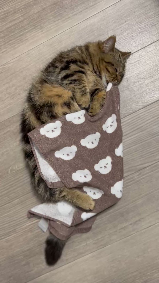 猫ちゃんのハムハムな寝顔！可愛すぎてたまらない