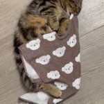 猫ちゃんのハムハムな寝顔!可愛すぎてたまらない