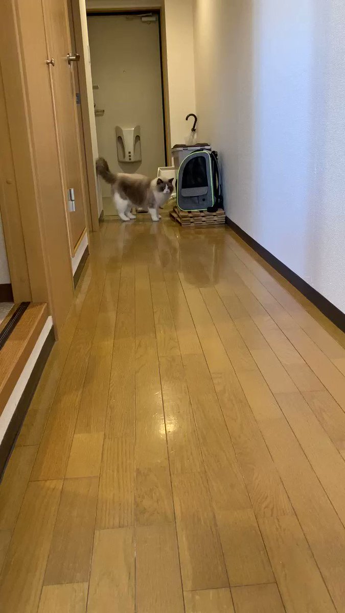 ぜひ見てほしい！愛猫の過去最高のやんのかステップ！