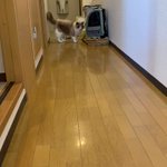 ぜひ見てほしい!愛猫の過去最高のやんのかステップ!