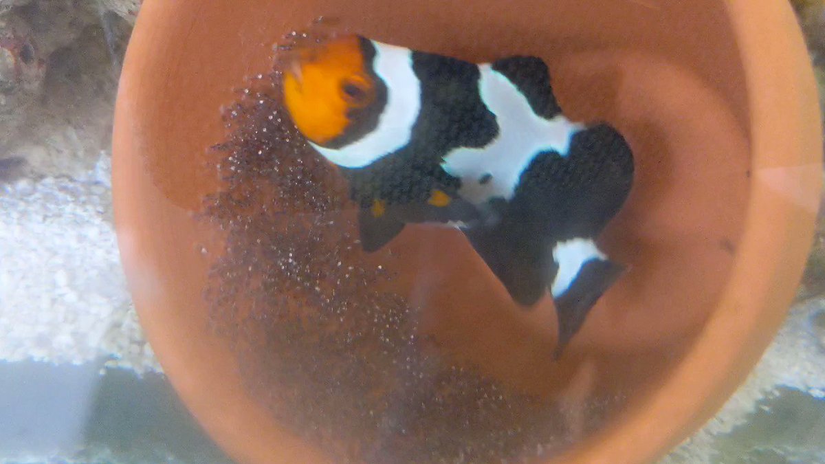 Tom 素人のカクレクマノミ ブラックアイスオセラリス繁殖日記 Blackcrownfish Twitter Tom 素人のカクレクマノミ ブラックアイスオセラリス繁殖日記 Blackcrownfish Twitter