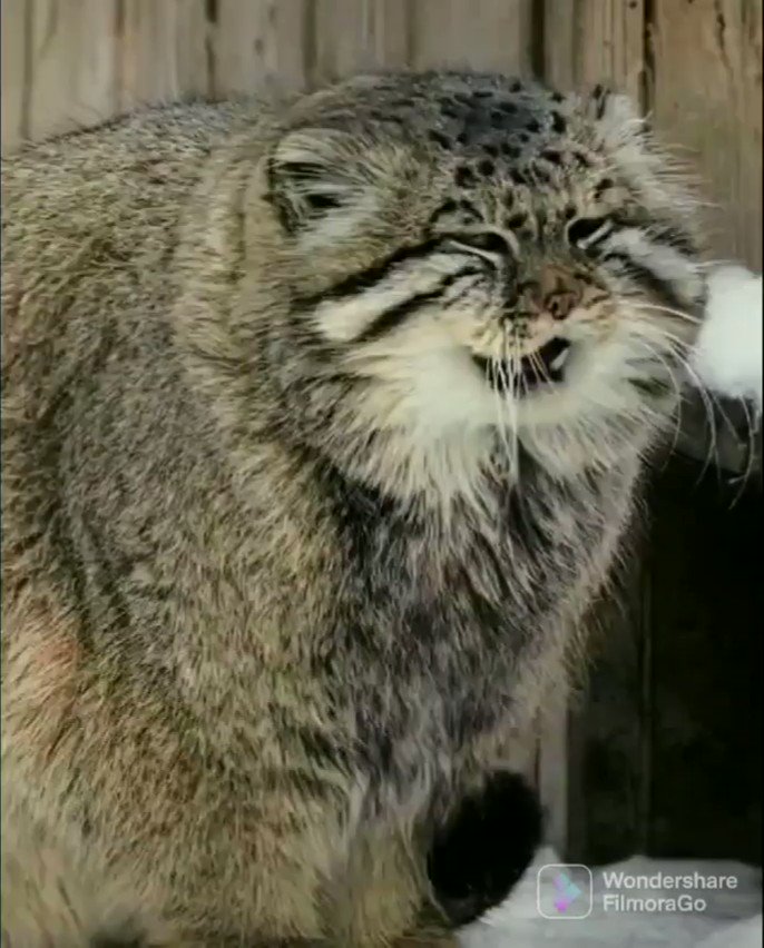Isabelle D Artagnan Twitterren Ce Chat De Pallas Utilise Sa Queue Comme Un Petit Coussin Pour Proteger Ses Pattounes Du Froid Le Chat De Pallas Est Un Felin Sauvage Des Steppes D Asie