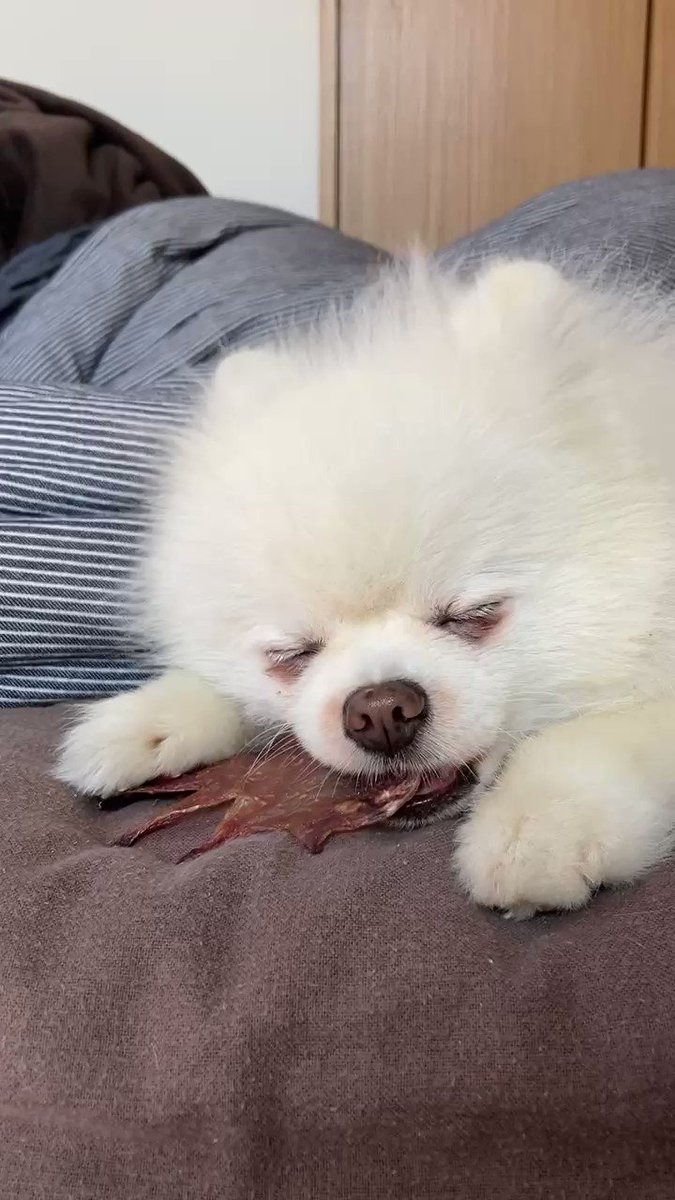 市場 Pomeranian Mom ママかわいいポメラニアン子犬犬オーナーギフト 市場 Pomeranian Mom ママかわいいポメラニアン子犬犬オーナーギフト