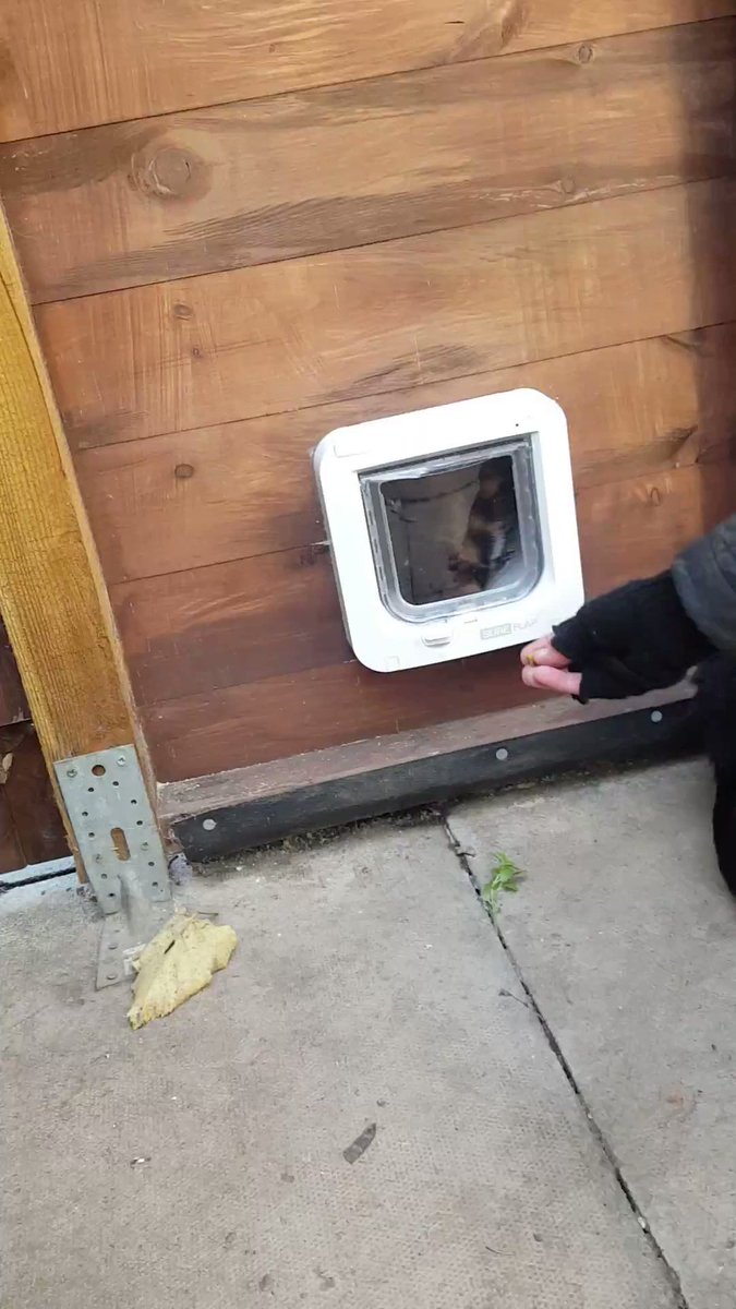 This little film is from 2 years ago but my human wanted to share it again because it made her laugh so much. We had never used a cat flap before so Jenny gave us a lesson. We use it these days without even thinking about it, but it was a bit scary to begin with. https://t.co/4iYgsmiGaL