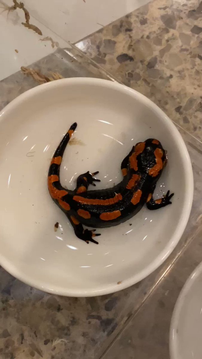 限定販売 サラマンダー 様 全巻セット Insitumarineoptics Com