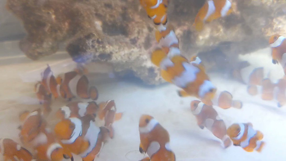 Tom 素人のカクレクマノミ ブラックアイスオセラリス繁殖日記 Blackcrownfish Twitter Tom 素人のカクレクマノミ ブラックアイスオセラリス繁殖日記 Blackcrownfish Twitter