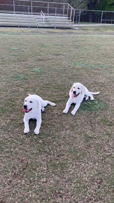 Made some new friends today… FALCO wasn’t as into the idea https://t.co/0jnMZ4cS5w