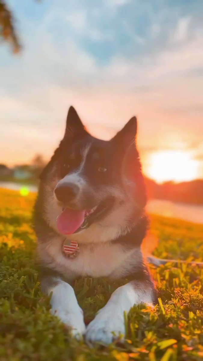 Sunset chilling #shotoniphone #photography #photographylovers #animals #apple #dogs #pets #NFTCommunity #NFT #photographer #iPhone13Pro #iphone https://t.co/fhQo3FS4cN