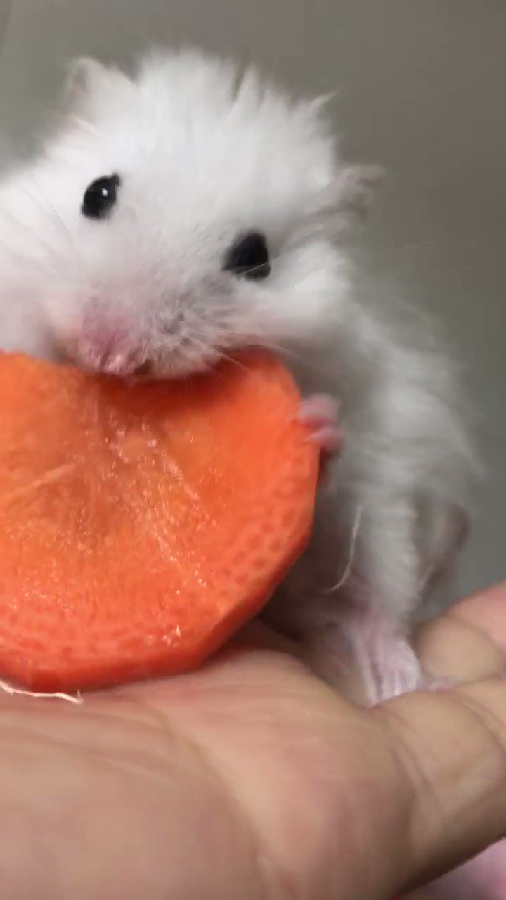 しらたまさんの専用のページ しらたま❄️『星シロ』Switch版12/11発売