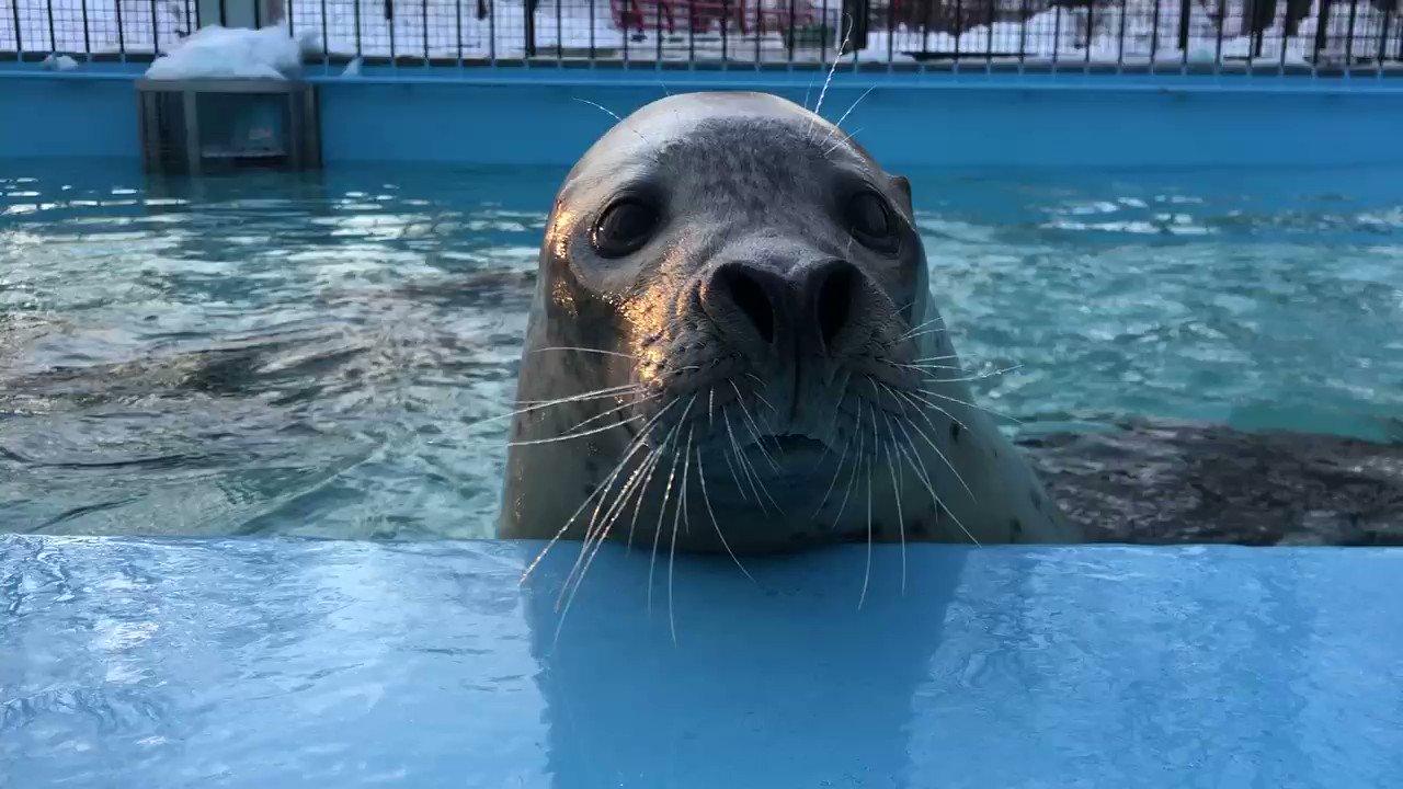 おびひろ動物園（旧アカウントアーカイブ） on X: 
