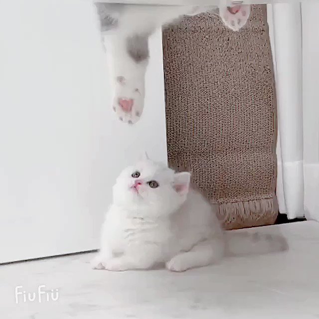 ブランブランブラン。「おもしろいでしょ」 