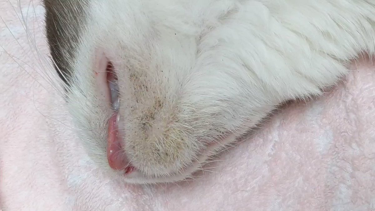お家で出来る 猫のざ瘡 あごにきび アクネ のお手入れ Zeroどうぶつクリニック 江東区 西大島駅