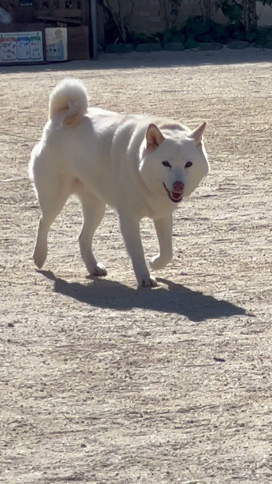 チョビ ニヤニヤしながらカメラ目線で斜め歩きする犬 あり T Co 4k4vxmnql6 Twitter