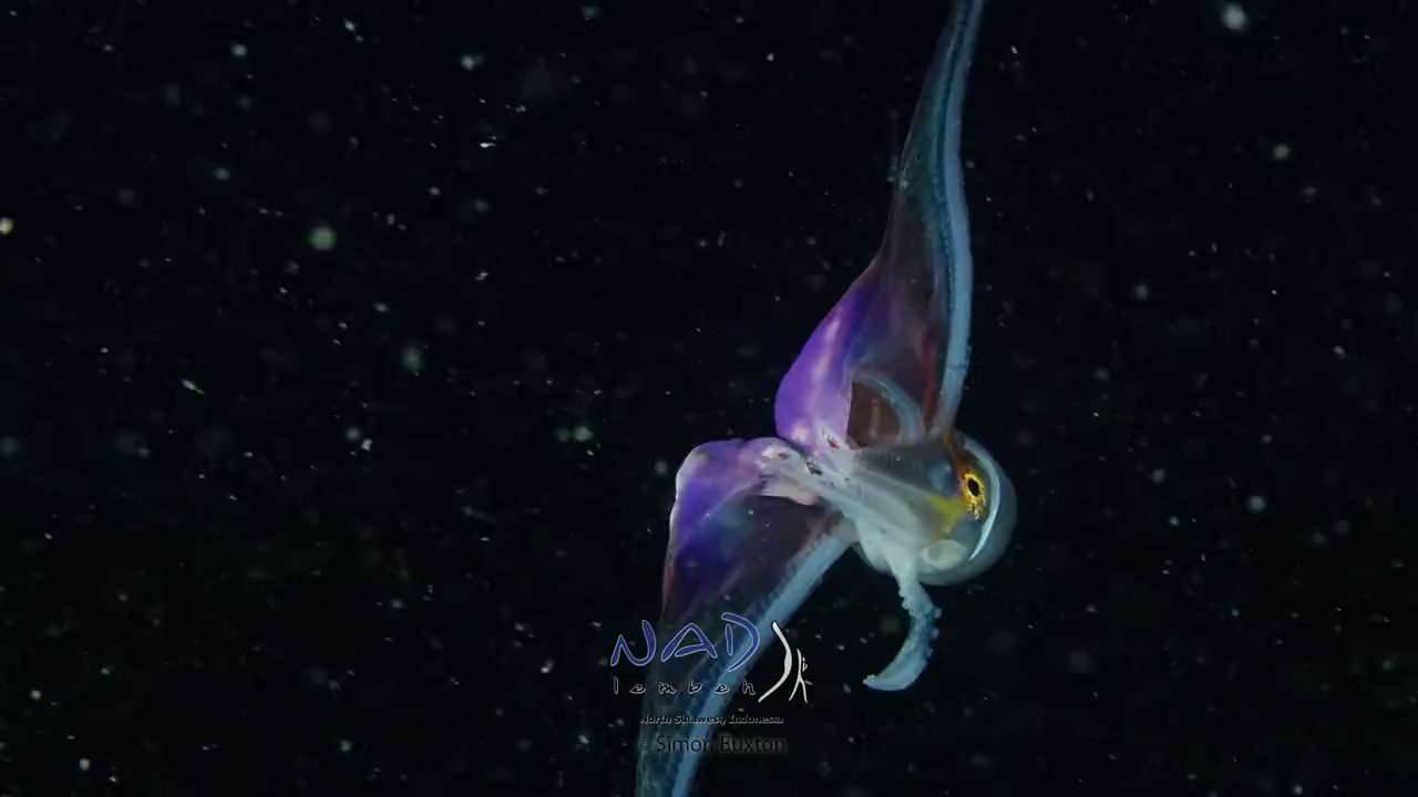 Curious Archive on Twitter "The rare rainbow blanket octopus slowly
