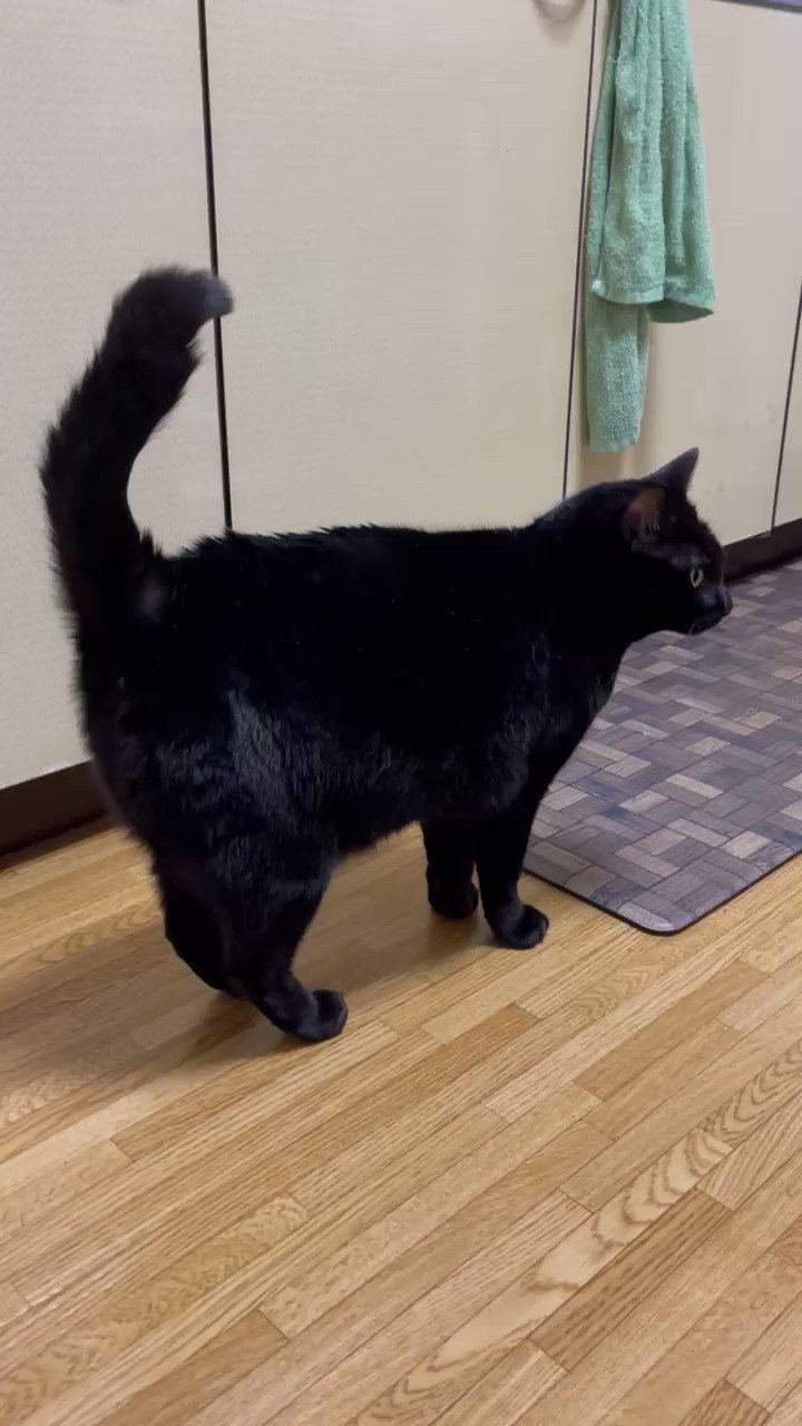 うにいくらch 熱烈歓迎のうに 帰宅すると必ずしっぽをブルブルしながら猛烈に甘えてくれます 個人的にしっぽを震わせてる時に後ろ足で足踏みしているうにがたまらなく可愛い T Co 6uvhhkiyaq Twitter