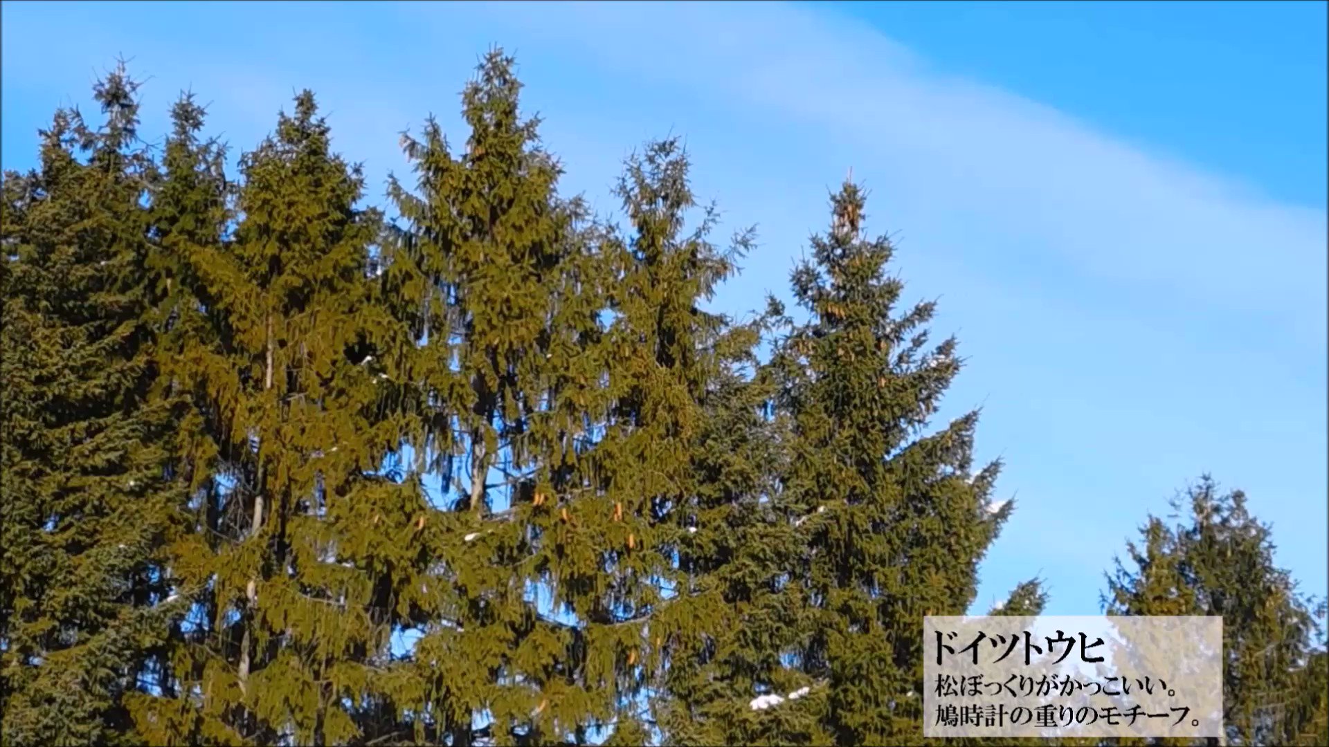ドイツトウヒ Twitter Search Twitter